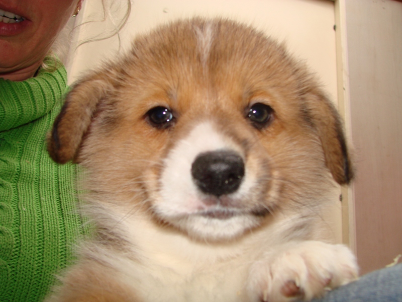 Puppies